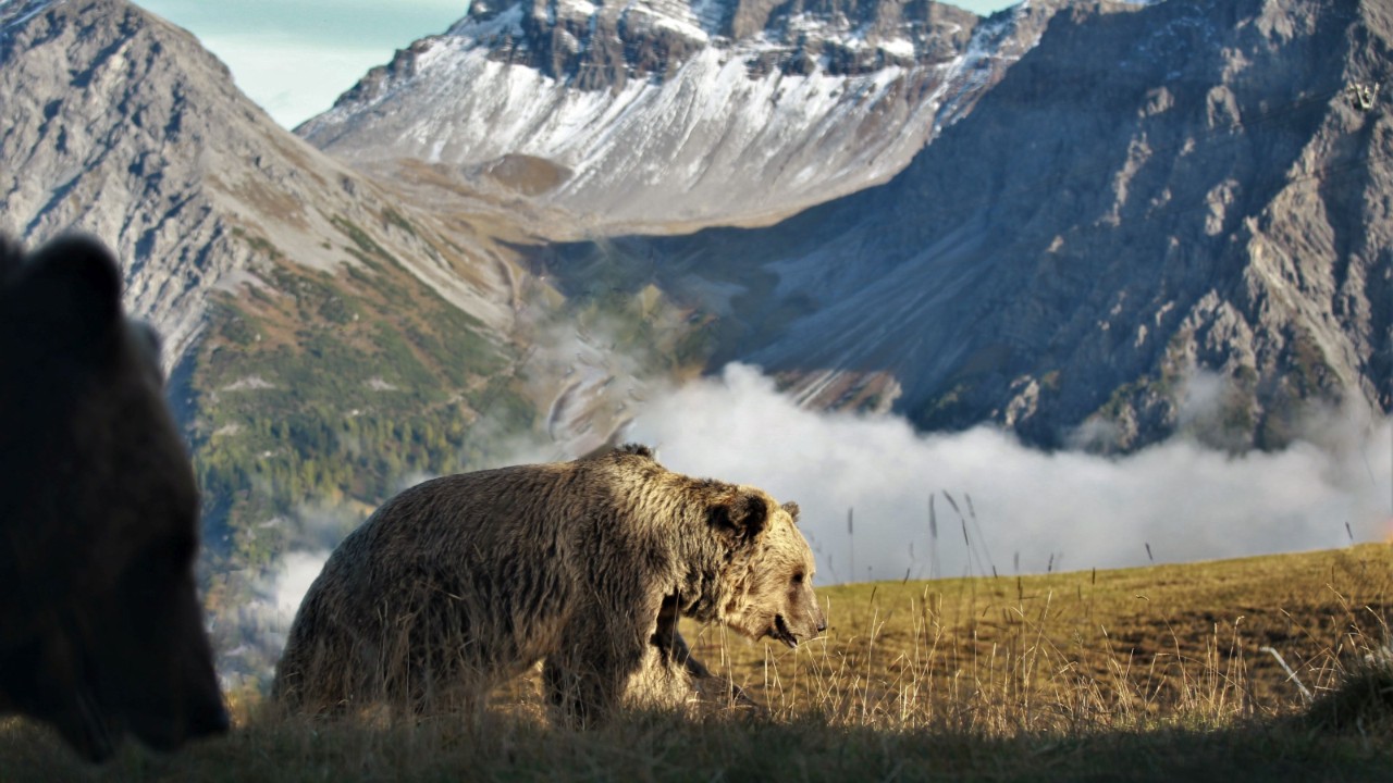 Foto della terra degli orsi.