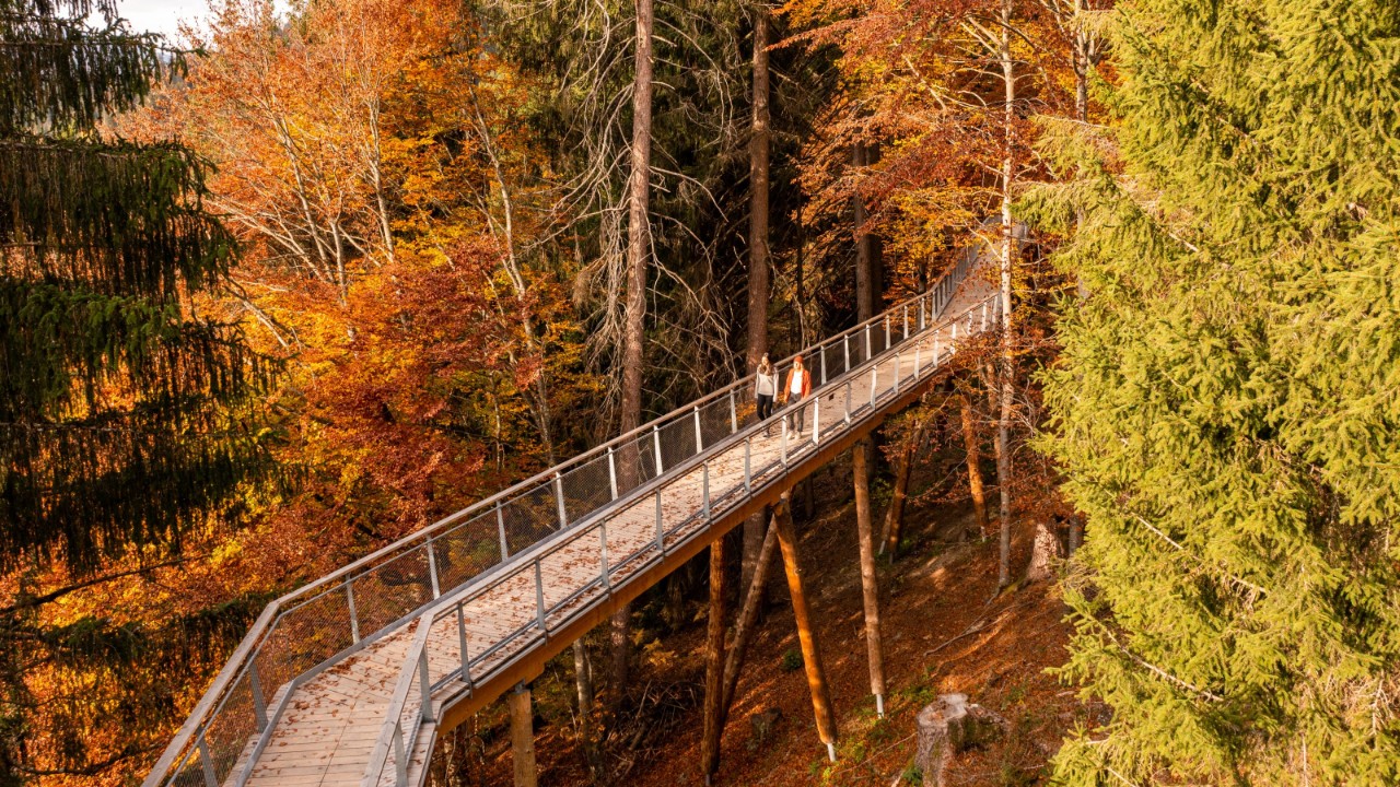 Foto del sentiero tra le chiome degli alberi.