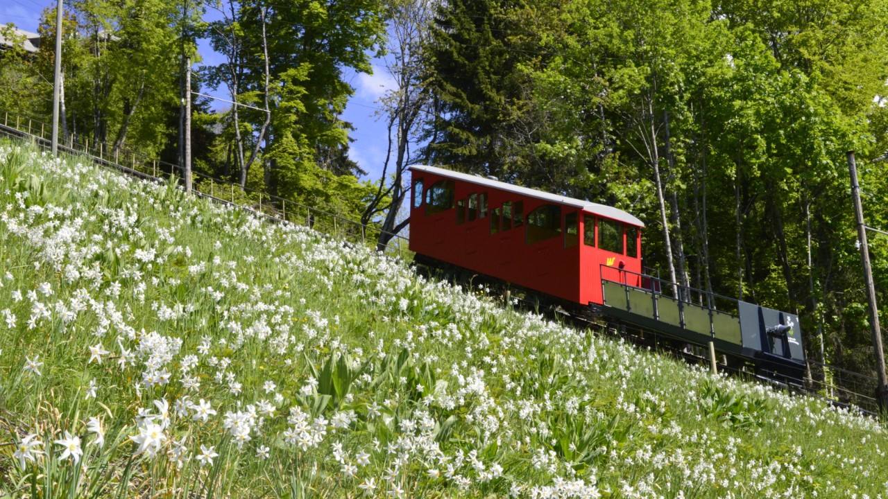A funicular travels up a mountain alongside a green meadow.