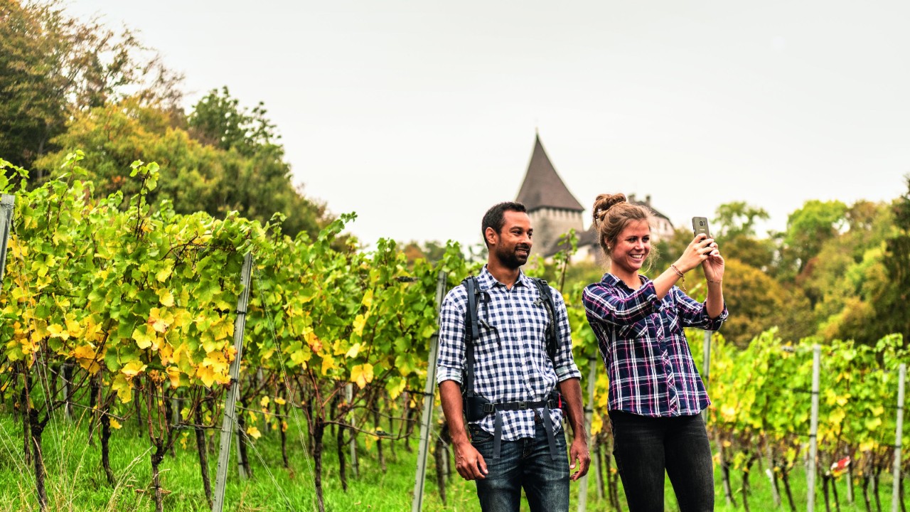 Picture of the wine trail.