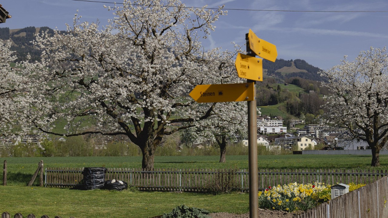 A large cherry tree in a meadow with hiking signposts in the foreground.