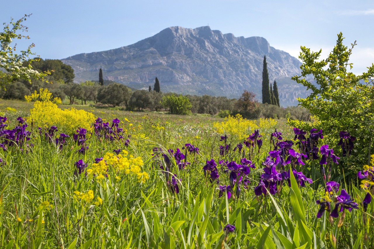 Paesaggio della Provenza con prato fiorito e monti sullo sfondo